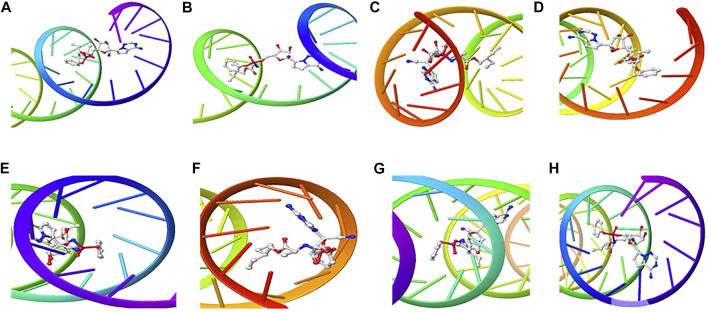 3D Interaction of Remdesivir with Initiation and Termination Sequence of the Viral Proteins. A = Nucleocapsid Phosphoprotein Translation Initiation Site; B = Envelope Protein Translation Initiation Site; C = Envelope Protein Translation Termination Site; D = Nucleocapsid Phosphoprotein Translation Termination Site; E = ORF1ab Translation Initiation Site; F = ORF1ab Translation Termination Site; G = Surface Glycoprotein Translation Termination Site; H = Surface Glycoprotein Translation Initiation Site.