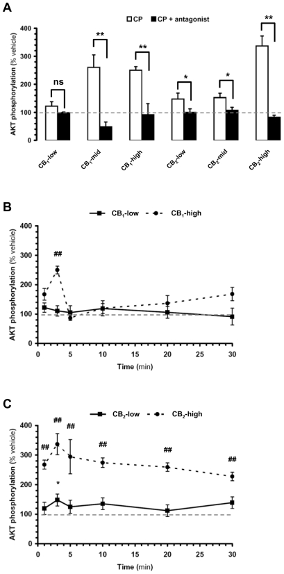 Activation of CB1 and CB2 receptors differentially increases AKT phosphorylation in DBT subclones.DBT subclones stably expressing cannabinoid receptors were expanded in 24-well plates, incubated with CP-55,940 (CP, 1 µM), and AKT phosphorylation quantified by Luminex multiplex immunoassay. (a) CB1- and CB2-expressing subclones were incubated with CP for 5 and 3 min, respectively (white bars). When testing the effect of antagonists, cells were pretreated with SR141716A (5 µM) and SR144528 (3 µM) added 10 min before CP (black bars). (b,c) Kinetics of CP-induced increase in AKT phosphorylation in CB1-low, CB1-high, CB2-low and CB2-high subclones. Data = mean±s.e.m. of 6 to 8 independent experiments expressed as % of vehicle (i.e. level of AKT phosphorylation when treated with vehicle, i.e. 0.1% DMSO. Please note that basal AKT phosphorylation did not vary significantly over time (Figure S1b). In (a), (*) = p<0.05 significantly different from the response in the presence of inhibitor, ANOVA followed by Bonferroni's post-test. In (b,c), (*) and (#) = p<0.05, and (**) and (##) = p<0.01 significantly different from vehicle at corresponding time point, ANOVA followed by Bonferroni's post-test. Non-significant (ns).