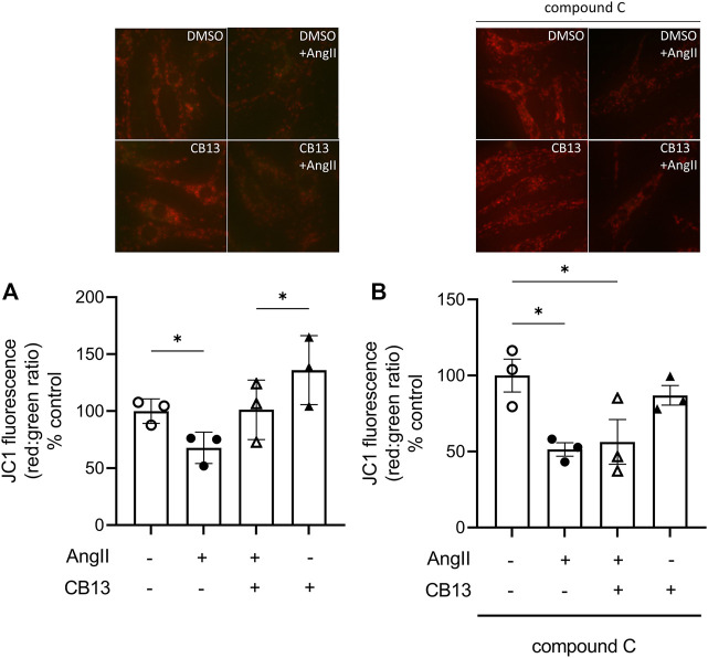CB13 prevented AngII-induced mitochondrial membrane depolarization in an AMPK-dependent manner. The ratio of red aggregates to green monomers (red:green) reflects membrane depolarization. (A) CB13 treatment prevents AngII-induced mitochondrial membrane depolarization. AngII induces membrane depolarization, as indicated by a decrease in red:green, which is attenuated by CB13. (B) Compound C, an AMPK inhibitor, prevented the ability of CB13 to alter mitochondrial membrane depolarization. Rescue of red:green by CB13 was prevented by compound C treatment. Serum-deprived NRAM were pre-treated with CB13 (1 μM, 1 h) in the presence or absence of compound C (1 μM, 1 h), followed by treatment with AngII (10 μM). All treatments remained in media for 24 h. Results are presented with representative fluorescent images. Data are presented as mean ± SEM. n = 3. *p ≤ 0.05 and ***p < 0.001.