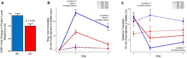 Differential strain expression of cannabinoid receptor 1 (CNR1) protein in striatum and differential strain response to Δ9-tetrahydrocannabinol (THC). (A) Validation of CNR1 striatal expression between B6 and D2 using traditional Western blot analysis. Higher expression in the B6 strain relative to D2 was validated in the same samples used for proteomics analysis (n = 3). Original membranes are shown in Supplementary Figure S1. (B) The THC group included eight mice per strain and the vehicle (VEH) control group included two mice per strain. Multiple factor ANOVA was used to analyze the effect of condition, strain, and interaction effects on Days 1 and 3. There was a significant strain, condition, and strain-by-condition effect of THC on mobility in the ring test on Day 1 and 3. Male B6 mice exhibited more immobility relative to the D2 strain following THC treatment. (C) The THC group included eight mice per strain and the VEH group included two mice per strain. Multiple factor ANOVA was used to analyze the effect of condition, strain, and interaction effects on Days 1 and 3. There was a significant condition and strain-by-condition effect of THC on activity in the open field on Day 1. On Day 3, there was a significant condition, and trend for a strain-by-condition effect of THC on activity in the open field. Male B6 mice exhibited greater suppression of motor activity in the open field relative to the D2 strain following THC treatment. Note that the D2 vehicle control group (n = 2) appeared to have much lower activity in the open field on Day 0. However, the study is designed such that all groups (treatment and vehicle control) also have baseline activity recorded on Day 0, mitigating the effects of the cohort effect observed in the D2 VEH group.