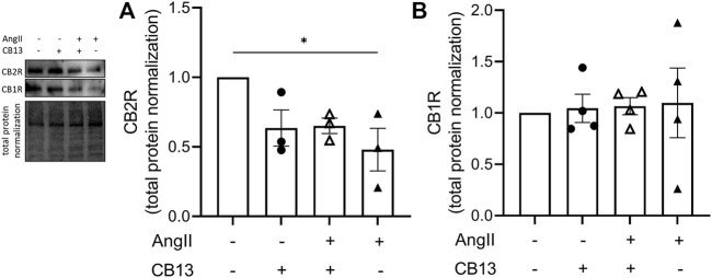 Cannabinoid receptor 2 expression was downregulated in NRAM by AngII. (A) CB2R was decreased by AngII-treatment. (B) CB1R was unaltered by AngII and CB13. Data are presented as mean ± SEM. n = 3. *p ≤ 0.05.