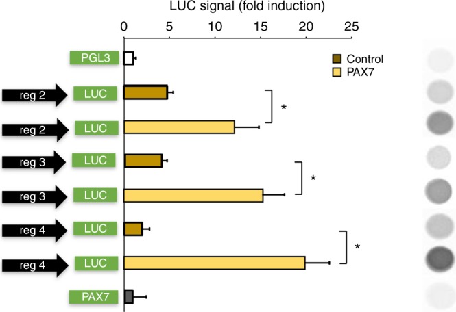 Luciferase assay in PAX7-transfected HEK293 cells. Relative luciferase activity following transfection of human constructs into HEK293 cells. Cells were co-transfected with the pGL3 promoter vector carrying the construct of interest (regions 2, 3, and 4) cloned upstream of the luciferase gene together with an equimolar amount of plasmid encoding for human PAX7. For the control condition, PAX7 plasmid was replaced with pCDNA3.1. Cells were co-transfected with a β-Gal encoding vector to normalize transfection efficiency and the signal intensity of luciferase. The inset on the right shows a representative chemiluminescent signal emitted from the reaction of luciferase from the different experimental conditions. Data are expressed as the mean ± SEM of four independent determinations. *P ≤ 0.05 vs. control group, determined by Student’s t test