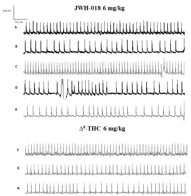 ECG track of mice treated with JWH-018 (6 mg/kg) ECG track representing basal (panel (A)), bradycardia (panel (B)), tachycardia (panel (C)) and arrhythmias (panels (D,E)). ECG track of mice treated with ∆9-THC (6 mg/kg). ECG track representing basal (panel (F)), bradycardia (panel (G)), and arrhythmias (panel (H)). Recording was performed with ecgTUNNEL system (Emka Technologies), and tracks was exported after analysis with iox2 software.