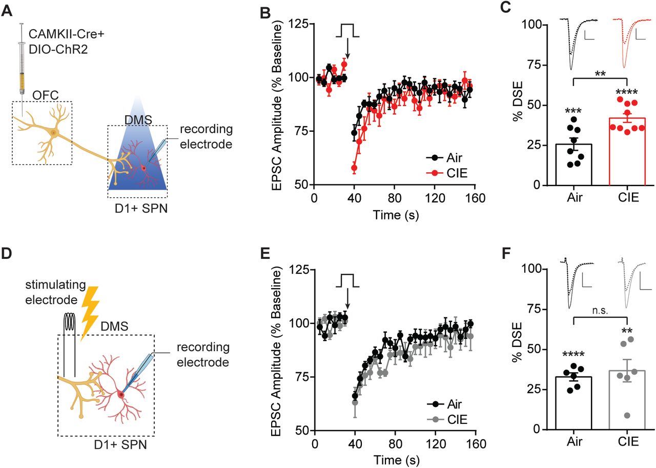 CIE induced enhancement of DSE at OFC terminals to D1 SPNs in the DS.(A) Schematic of viral injections in OFC and optical stimulation of OFC terminals during whole-cell recordings of D1 SPNs in the DS. (B) Depolarization induced suppression of excitation (DSE) of OFC inputs to D1 SPNs in Air (n = 8 cells, 3 mice) and CIE (n = 9 cells, 3 mice). (C) Bar graphs representing the percentage change from baseline immediately after depolarization. (D) Schematic of local electrical stimulation during whole-cell recordings of D1 SPNs in the DS. (E) DSE of excitatory inputs to D1 SPNs using electrical stimulation in Air (n = 6 cells, 2 mice) and CIE (n = 6 cells, 3 mice). (F) Bar graphs representing the percentage change from baseline immediately after depolarization. Scale bars represent 10 ms (horizontal) and 50 pA (vertical). Data points and bar graphs represent mean ± SEM. Scale bars represent 10 ms (horizontal) and 50 pA (vertical). Unpaired (Air vs. CIE) or paired (vs. baseline) two-tailed t-test, **p < 0.01, ***p < 0.001, ****p < 0.0001.