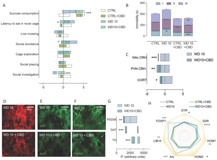 CBD rescues behavioural, neuroendocrine and NAc neuroplasticity maladaptations in binge-like alcohol-exposed rats. Sub-chronic CBD administration during withdrawal (A) increased social investigation (*** p < 0.001) and decreased both social avoidance (* p < 0.05) and latency to eat in the novel arena (* p < 0.05) in binge-like alcohol exposed rats; in addition, it increased sucrose consumption in both WD10 and CTRL rats (*** p < 0.001). Moreover (B) the passive coping observed at WD10 (* p < 0.05) was counteracted by CBD (^^^ p < 0.001), which also decreased immobility in CTRL rats within the second time bin (°°° p < 0.001) and in WD10 rats during the last time bin (^^ p < 0.01). As for HPA-axis alterations due to binge-like alcohol exposure during adolescence, (C) CBD decreased serum CORT levels (* p < 0.05) and CRH immunopositivity in the PVN (** p < 0.01) and the NAc (p < 0.001) in WD10 rats. In addition, CBD was able to counteract the effects of binge-like alcohol exposure during adolescence on neuroadaptations of DA and glutamate signaling in the NAc, with reference to (D,G) TH-positive immunofluorescence, (E,G) DAT immunopositivity and (F,G) PSD95 immunofluorescence, and in terms of gene the expression of (H) D1R (+ p < 0.05); D2R (+++ p < 0.001); HOM1 (^^ p < 0.01); HOM2 (+ p < 0.05); Arc (^^^ p < 0.001), LIM Kinase 1 (^^ p < 0.01); FOXP1 (^^^ p < 0.001). CBD: cannabidiol; WD10: withdrawal day 10; CTRL: water-exposed control group; PVN paraventricular hypothalamic nucleus; NAc: nucleus accumbens; CORT: corticosterone; CRH: corticotropin releasing hormone; TH: tyrosine hydroxylase; DAT: dopamine transporter; PSD95: post synaptic density protein 95; D1R: dopamine receptor 1; D2R: dopamine receptor 2; HOM1: Homer 1; HOM2: Homer 2; Arc: activity regulated cytoskeleton-associated protein; LIM K: LIM domain Kinase 1; FOXP1: Forkhead box P1. Each box represents the mean (line) and the range values of n = 7 rats; each bar represents the mean of n = 7 rats, and error bars indicate SEM. Unless differently indicated, boxes and lines in radar graph represent standardized values, cantered at zero for the CTRL group.