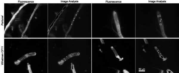 Portucel and Whatman CF11 fibres treated with CBD-FITC. The fibres treated with a concentration of 60 μg/mL (or 2 mgCBD/gfibres). The images were acquired with an exposure time of 600 ms. The white squares identify the areas selected for analysis. The more fluorescent parts (black regions on the analyzed images) are out of range (calibration shown elsewhere), and were therefore excluded from the analysis.