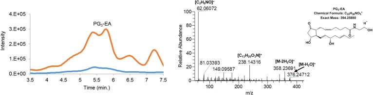 Extracted ion chromatogram of m/z = 394.24–394.27 of PG3-EA [M+H]+. The orange trace in the chromatogram depicts the products of EPEA formed by hCOX-2; the blue trace shows the control assay without hCOX-2. The mass fragmentation spectrum corresponds to the product eluting at 5.10–5.42 min using 20.0 eV collision energy.