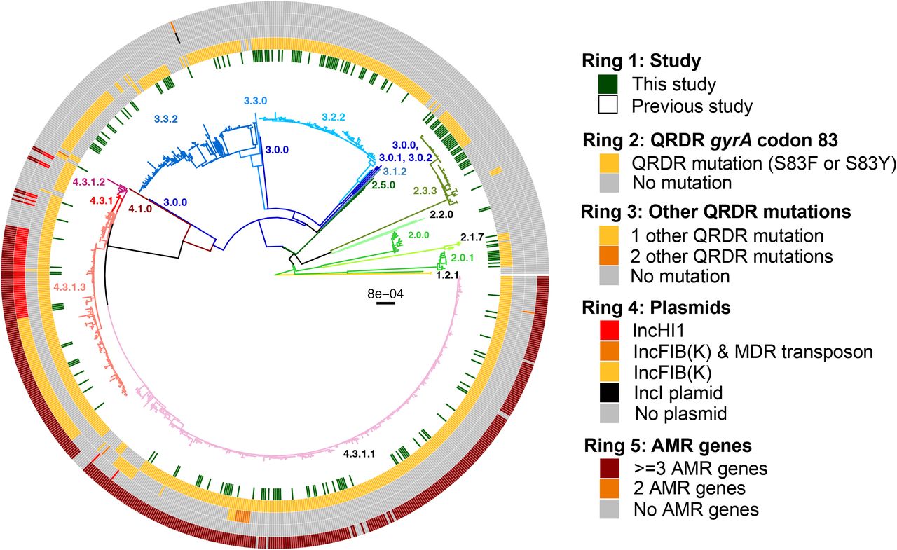 Bangladesh S. Typhi population structure with antimicrobial resistance.Maximum likelihood outgroup-rooted tree of 816 Bangladeshi S. Typhi isolates. Branch colours indicate the genotype (as labelled). Inner ring indicates the position of the 202 Bangladesh S. Typhi from this study, the second and third rings indicate the presence of QRDR mutations, fourth ring indicates plasmids and the outer fifth ring indicates AMR genes coloured as per the inset legend.