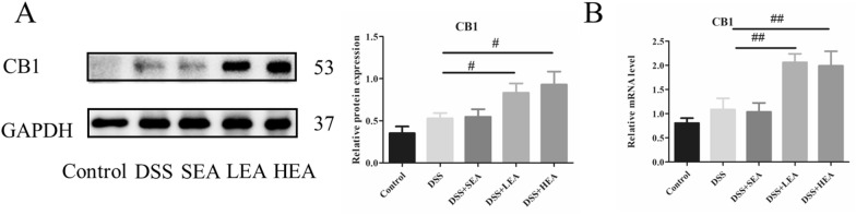 EA upregulated the expression of CB1. A The protein level of colonic CB1. B The mRNA expression of colonic CB1. (n = 6 mice per group, #P < 0.05, ##P < 0.01 vs. the DSS group)