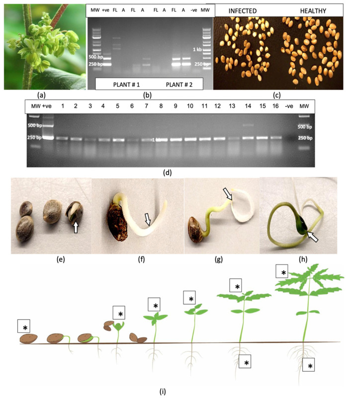 Detection of hop latent viroid in cannabis flowers, pollen, seeds and seedlings (a) Male flowers on a cannabis plant. (b) RT-PCR of whole flowers (FL) and anthers (A) from two cannabis plants showing presence of HLVd. (c) A comparison of seeds from an infected (left) and a healthy cannabis plant (right) showing the impact of HLVd on seed size and development. (d) Detection of HLVd in naturally infected seeds of cannabis showing the presence of a 256 bp band in all 16 seeds. (e) HLVd was detected on the seed coat of cannabis seeds. (f,g) HLVd was not detected in the emerging radicles from infected seeds (arrows). (h) HLVd was detected in the cotyledons (arrow). (i) Summary of seed germination and seedling emergence from infected cannabis seeds. Asterisks (*) denote where HLVd was detected.