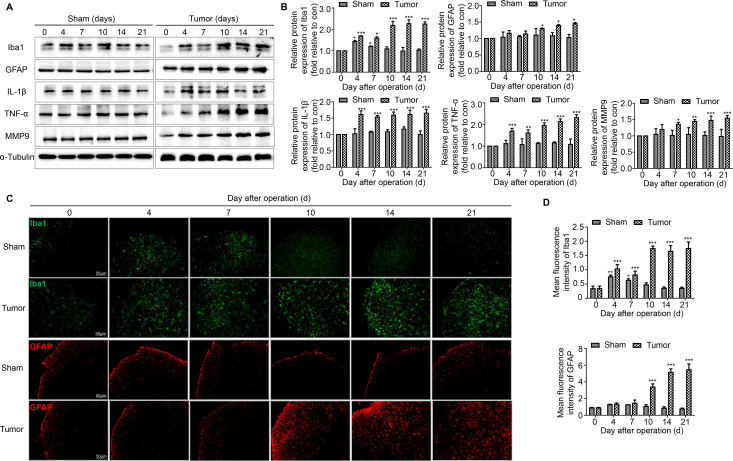 The activation of microglia and astrocytes and the expression of proinflammatory cytokines related to the disruption of BSCB in the spinal cord over time. (A, B) Representative blots and quantification of Iba1, GFAP, IL-1β, TNF-α and MMP9 on postoperative days in the sham and tumor groups. n=3 for each time point per group. (C, D) Immunofluorescent staining and quantification of mean fluorescence intensity of Iba1 (green) and GFAP (red) in the ipsilateral spinal cord dorsal horn of the sham and tumor group of mice over time. Scale bar, 50 µm. n=3 for each time point per group. *P<0.05 vs day 0, **p<0.01, ***p<0.001. All data are presented as the means±SD. BSCB, blood–spinal cord barrier; GFAP, a marker of astrocyte; Iba1, a marker of microglia; IL-1β, interleukin-1β; TNF-α, tumor necrosis factor α.