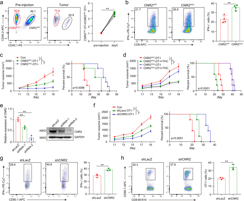 Cnr2 deficiency promotes T-cell-mediated antitumor immunity. a Cnr2GFP (CD45.1+ CD45.2+) and Cnr2CKO (CD45.2+) OT-I CD8+ T cells were 1:1 mixed and intravenously injected into mice (CD45.1+) with B16-OVA tumor. Flow cytometric analysis shows the frequencies of Cnr2GFP and Cnr2CKO OT-I T cells from TILs in tumors (left). The representative ratio of wild-type to Cnr2CKO OT-I T cells in the tumor were evaluated on day 5 (right). b Flow cytometry analysis of the production of IFN‐γ in Cnr2GFP and Cnr2CKO OT-I T cells isolated from tumors stimulated with PMA and Ionomycin in vitro. Data are representative of three independent experiments. Statistical significance was assessed by two-tailed unpaired Student’s t-test, mean ± SD. *P < 0.05 and **P < 0.01. c Mice bearing B16-OVA tumors were treated with 1 × 106 Cnr2GFP or Cnr2CKO OT-I T cells. PBS was used as control. Tumor volume was measured every other day (mean ± SEM, **P < 0.01) (Left). The survival curves of the three groups were compared (right). Statistical significance was assessed by the two-way ANOVA (left), or log-rank (Mantel–Cox) test of survival curve (right). d Mice bearing B16-OVA tumors were treated with 1 × 106 Cnr2GFP, Cnr2CKO OT-I T cells, Cnr2GFP OT-I T cells plus THC and Cnr2CKO OT-I T cells plus THC. Tumor volume were measured every other day (mean ± SEM, **P < 0.01) (left). The survival curves of the three groups were compared (right). Statistical significance was assessed by the two-way ANOVA (left), or log-rank (Mantel–Cox) test of survival curve (right). e T cells were transduced for 48 h by lentivirus and positive cells were sorted by flow cytometry. The expression of CNR2 was validated by qPCR and Western blotting. f Mice bearing B16-OVA tumors were treated with 1 × 106 shLacZ or shCnr2 OT-I T cells. PBS was used as control. Tumor volume was measured every other day (mean ± SEM, **P < 0.01). The survival curves of the three groups were compared. Statistical significance was assessed by the two-way ANOVA, or log-rank (Mantel–Cox) test of survival curve. g The frequencies of OT-I T cells in tumors were shown. h Flow cytometry analysis of the production of IFN-γ in shLacZ and shCnr2 OT-I T cells isolated from tumors stimulated with PMA and Ionomycin in vitro. Statistical significance was assessed by two-tailed unpaired Student’s t-test, mean ± SD, **P < 0.01.