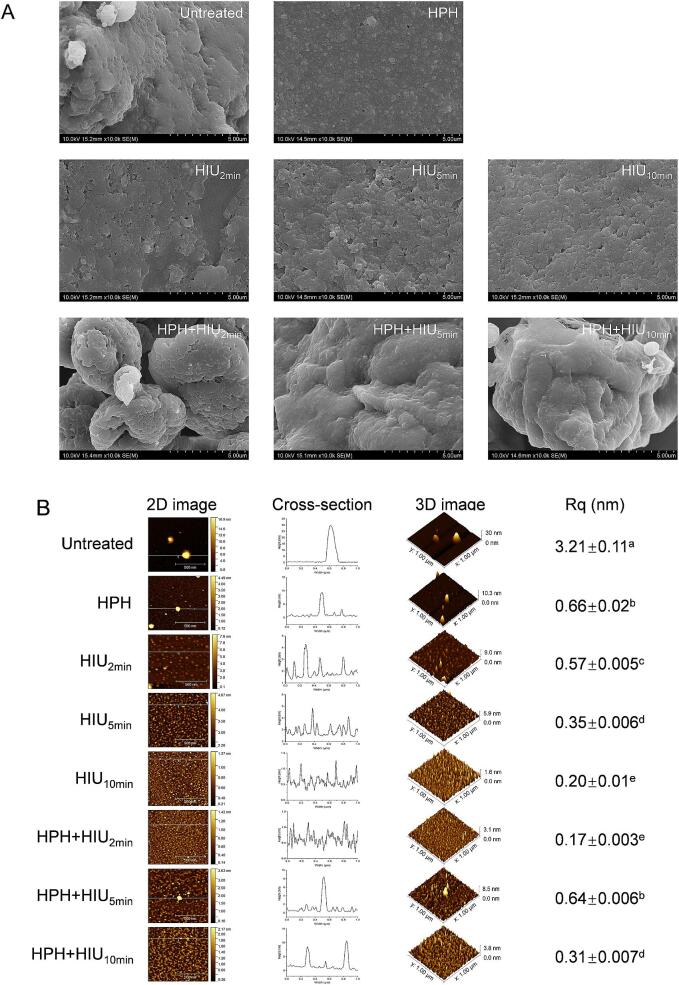 Microstructure of hempseed protein isolate (HPI) after single (HPH or HIU) and two-stage (HPH + HIU) treatments. A: Scanning electron microscopy (SEM); B: Atomic force microscopy (AFM). Different letters (a-d) indicate significant statistical differences (P < 0.05). HPH: high-pressure homogenization; HIU: high-intensity ultrasound; HPH + HIU: high-pressure homogenization coupled with high-intensity ultrasound.