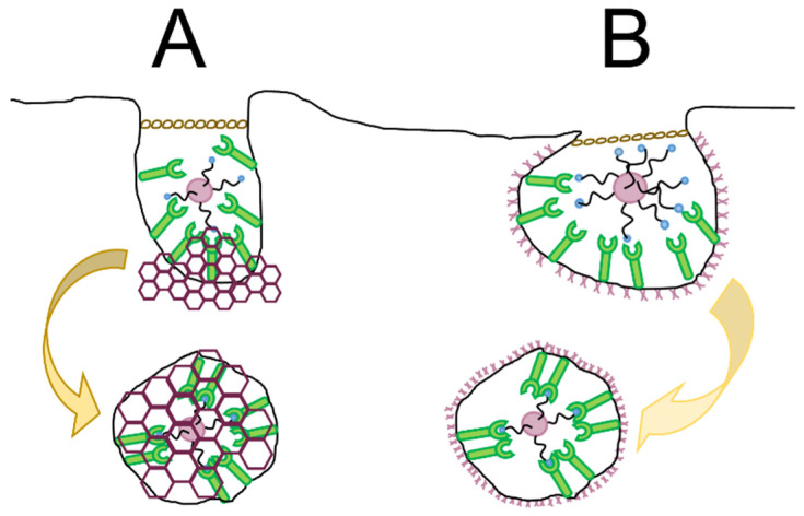 (A) A spherical-shaped nanoparticle with a low-density ligand pattern most likely to encounter clathrin pit for endocytosis. The clathrin-coated pit is deeply invaginated and pinched off from the plasma membrane to form a clathrin-coated vesicle following endocytosis. (B) A spherical-shaped nanoparticle with a high-density ligand pattern most likely enters the cell through caveolae-mediated endocytosis. The caveolae, a flask-shaped vesicle at the plasma membrane, is internalized and fused to form caveosomes. Adapted with permission from reference [326].