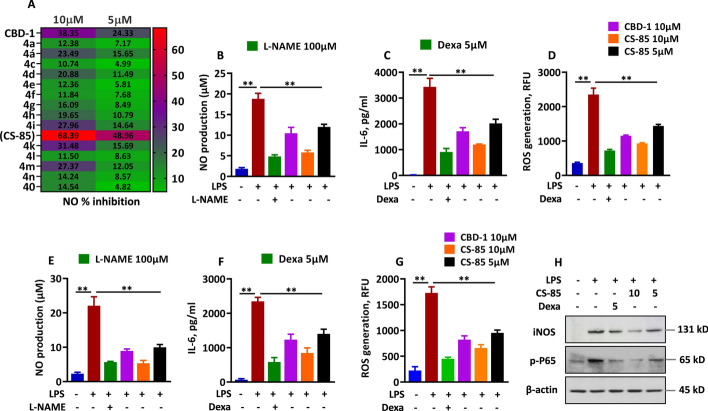 CS-85 inhibits production of proinflammatory cytokines. A RAW 264.7 cells were pretreated with test compounds, including CS-85 and parent molecule CDB-1, for 1 h, before being exposed to LPS (1 µg/mL) for 24 h. After 24 h, the supernatants were collected and analyzed for percentage of nitric oxide inhibition. B, C RAW 264.7 cells were pretreated with indicated concentration of CS-85, CBD-1, L-NAME (100 μM), or dexamethasone (5 μM), followed by LPS (1 μg/mL) exposure for 24 h. After 24 h, the supernatants were collected and analyzed for NO inhibition (B) and IL-6 release (C). D RAW264.7 cells were treated with indicated concentrations of CS-85, CBD-1, or dexamethasone (5 μM) for 1 h, and subsequently exposed to LPS for 24 h. After 24 h, the cells were incubated with DCFH-DA (5 µM) for 30 min and then washed with PBS. ROS production was measured by using a spectrofluorometer plate reader at a wavelength of 493 nm and 527 nm, respectively. E, F BMDMs were pretreated with a specified concentration of CS-85, CBD-1, L-NAME (100 μM), or dexamethasone (5 μM) for 1 h followed by LPS (1 μg/mL) stimulation for 24 h. After 24 h, the supernatants were collected and analyzed for NO inhibition (E) and IL-6 release (F). G BMDMs were pretreated with indicated concentrations of CS-85, CBD-1, or dexamethasone (5 μM) for 1 h, and subsequently challenged with LPS for 24 h. After 24 h, the cells were incubated with DCFH-DA (5 µM) for 30 min and washed with PBS. Release of ROS was recorded using a spectrofluorometer plate reader, at 493 nm excitation wavelength and 527 nm emission wavelength, respectively. H BMDMs were treated with CS-85 or dexamethasone (5 μM) for 1 h, followed by LPS stimulation for 24 h. After 24 h, the cell lysates were prepared and analyzed for phospho-p65 and iNOS by immunoblotting. Representative blots are shown from at least three independently performed experiments (n = 3). Data are presented as mean ± SD. **p < 0.001, compared with LPS-treated cells