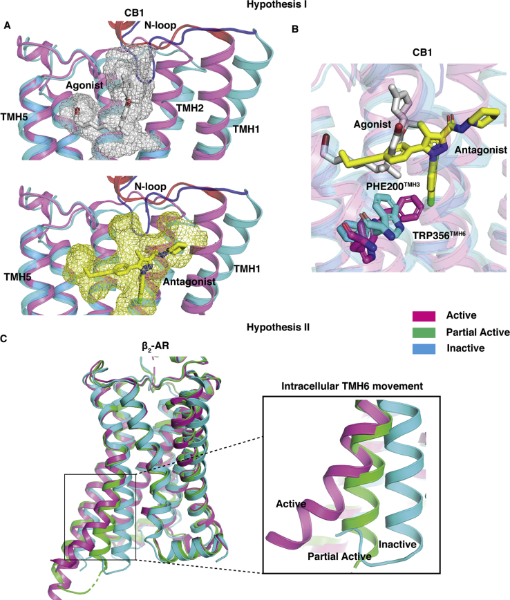 Pictorial representation of both the hypotheses.A and B are representing Hypothesis 1. Superposition of active (PDB ID: 5XRA (18), color: pink) and inactive (PDB ID: 5TGZ (17), color: cyan) structures of CB1 is shown in all panels of (A). In the top and bottom panel of (A), antagonist (AM6538, color: yellow) and agonist (AM11542, color: silver) are shown as stick and mesh representation. N-loop is colored differently (Active: red, Inactive: Blue). TM6 and TM7 are not shown in the cartoon representation for better visualization of ligand poses. In (B) toggle switch residues (TRP3566.48 and PHE2003.36) are shown as sticks. Superposition of active (PDB ID: 3SN6 (23), color: pink), partially active (PDB ID: 6CSY (24), color: green), and inactive (PDB ID: 2RH1 (25), color: cyan) structures of β2-AR is shown in (C). Intracellular TM6 movement is highlighted in a separated box. CB1, cannabinoid receptor 1; TM6, transmembrane helix 6.