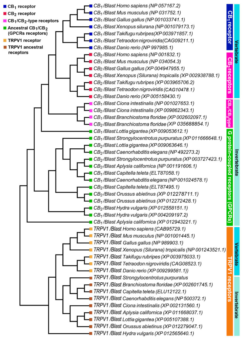 Phylogenetic analysis of vertebrate and invertebrate cannabinoid CB1, CB2, and TRPV1 receptors.