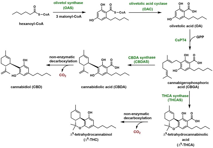 The plant biosynthetic pathway to CBD and ∆9–THC. The pathway has been introduced into microbes for partial and complete pathway expression.