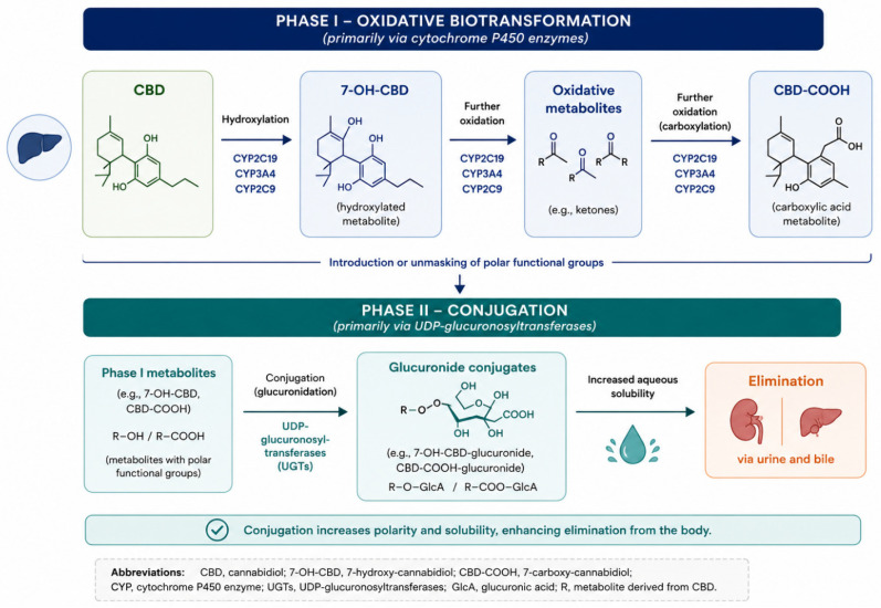 Phase I and phase II metabolism of cannabidiol (CBD) and major pathways involved in the formation and elimination of its metabolites.