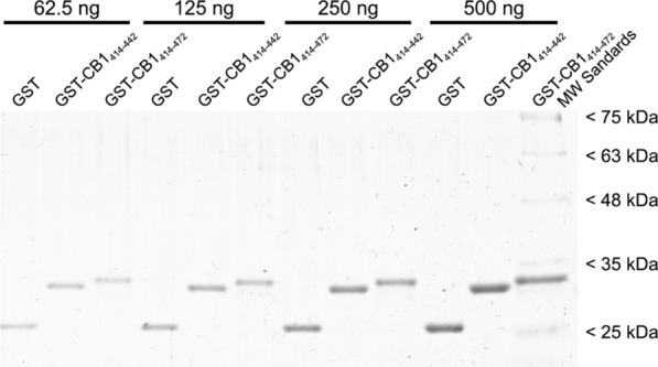 Analysis of the stability over time and of the resistance to strong denaturalization of GST fusion constructs. Increasing amounts of affinity purified GST, GST-CB1414-442 and GST-CB1414-472 proteins stored at −80 °C for more than one year and subjected to harsh denaturing conditions were analyzed by SDS-PAGE and Coomassie blue staining