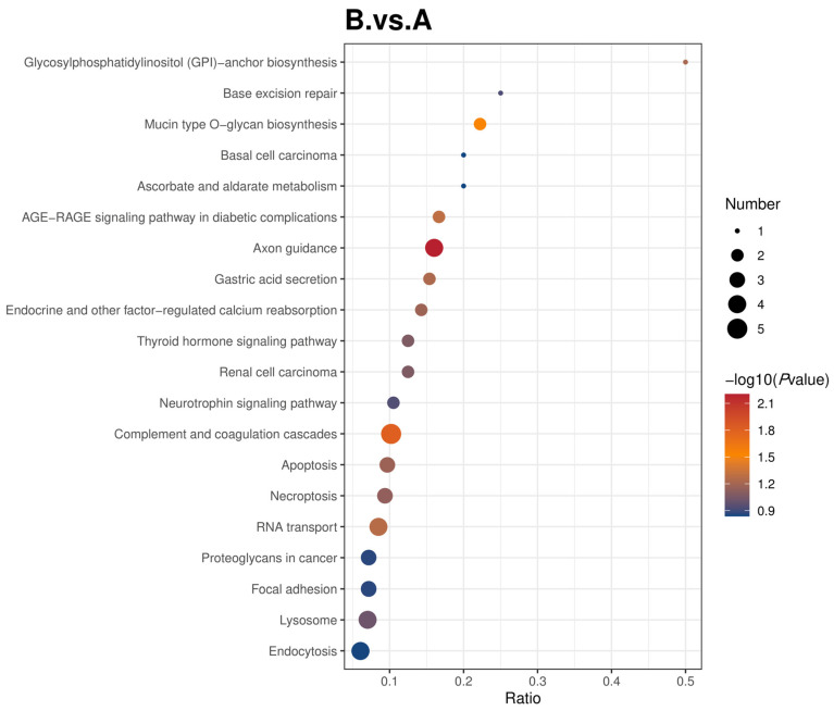 Bubble map showing KEGG enrichment analysis results for the different comparison groups. The horizontal coordinate in the graph is the ratio of the number of differential proteins in the corresponding pathway to the total number of proteins identified in that pathway. The larger the value, the higher the enrichment of differential proteins in that pathway and vice versa. The color of the dots represents the p value of the hypergeometric test. It ranges from blue to red; the redder the color, the smaller the p value, indicating that the test is more reliable and statistically significant. The size of the dots represents the number of differential proteins in the corresponding pathway, the larger the dot, the more differential proteins are in the pathway, and vice versa.