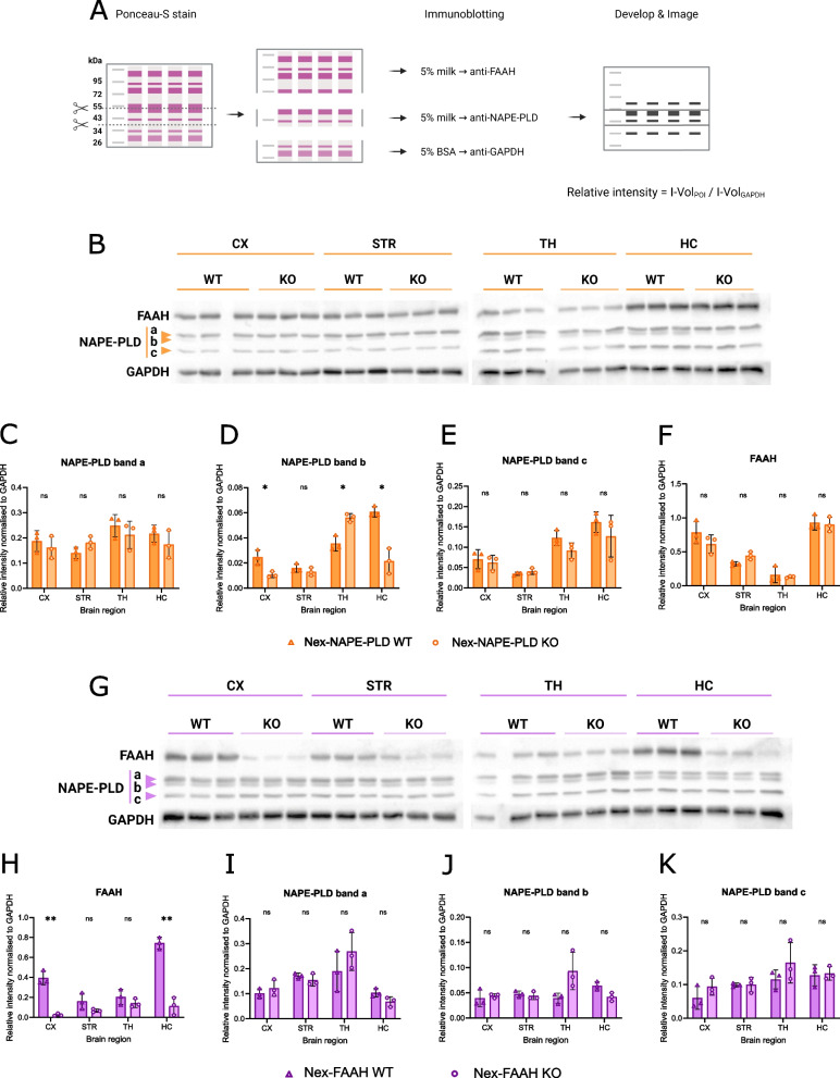 Western blot analysis of NAPE-PLD and FAAH in Nex-NAPE-PLD and Nex-FAAH mice. A Schematic representation of the experimental approach. The Intensity Volume (I-Vol) of the bands of interest (FAAH and NAPE-PLD) was divided by the I-Vol of the endogenous control band (GAPDH) within the same sample to generate the relative intensity; these values were plotted for each band of interest between genotypes and brain regions. B Western blots immunostained against FAAH, NAPE-PLD (bands a-c) and GAPDH. Quantification of NAPE-PLD (C-E) and FAAH (F) in cortex (CX), striatum (STR), thalamus (TH) and hippocampus (HC) of NEX-NAPE-PLD wild-type (WT, triangles) and knock-out (KO, circles). G Western blots immunostained against FAAH, NAPE-PLD (bands a-c) and GAPDH. Quantification of the FAAH (H) and NAPE-PLD (I-K) in cortex (CX), striatum (STR), thalamus (TH) and hippocampus (HC) of NEX-FAAH wild-type (WT, triangles) and knock-out (KO, circles). Asterisks indicate the significance of the multiple unpaired t-test with Holm-Šídák correction method: * p˂0.05, ** p˂0.01. Data represented as mean ±SD, n=3 (samples per genotype per mouse line)