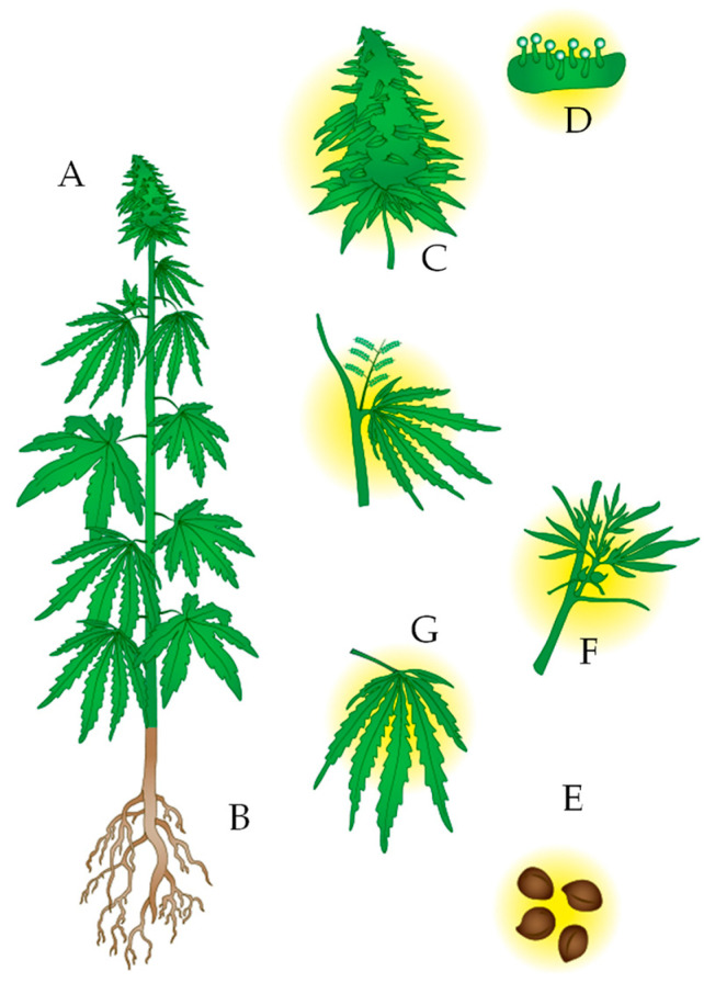 Representation of a Cannabis sativa plant. (A). The plant is usually tall and not highly branched, with long and narrow leaves. Depending on whether it is the drug type or fiber type, the stem can be thin or thick, respectively. (B). It has fasciculate roots. (C). The flower, in the case of female plants, develops in the upper part of the plant. Male plants do not have a flower. (D). Glandular trichomes store secondary metabolites, both cannabinoids and terpenes or phenolic compounds. (E). From the seeds, the oil can be extracted, and there are high contents of THC and CBD in their bark since they are in contact with the leaves of the plant. (F). Stem. (G). Leaves.