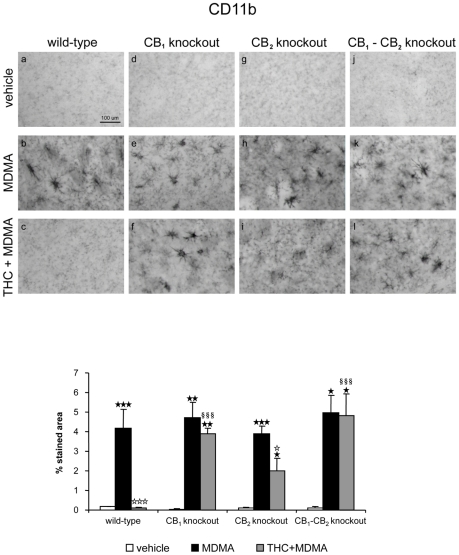 THC prevents MDMA-induced microglial activation through CB1 and CB2 receptor activation.Upper panel: CD11b staining in the striatum of wild-type (a–c), CB1 (d–f) CB2 (g–i), and double CB1/CB2 (j–l) knockout mice treated with MDMA (20 mg/kg, i.p.) and THC (3 mg/kg, i.p.), and housed at 21±1°C Animals were sacrificed and brains removed 48 h after the last injection. Scale bar, 100 µm. Lower panel: Data on microglial staining quantification (lower panel) are expressed as mean ± SEM of percentage of stained area (n = 3–6). ★ p<0.05, ★★ p<0.01, ★★★ p<0.001 when compared with vehicle-treated group. ⋆ p<0.05, ⋆⋆⋆ p<0.001, when compared with MDMA-treated group. §§§ p<0.001, when compared with wild-type group (Tukey's test).