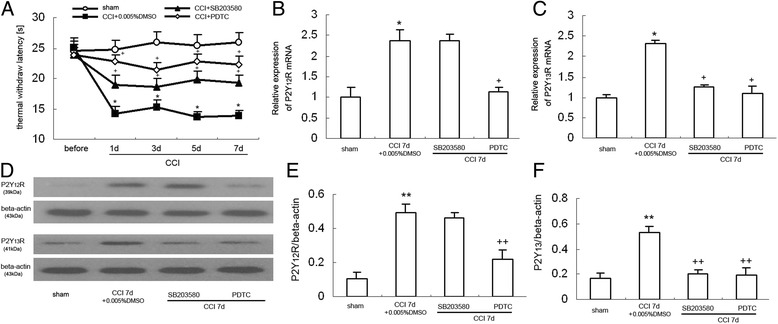 Intrathecal injection of SB203580 (50 μM) or PDTC (5 μg/10 ml) suppressed the increased expression of P2Y12 and P2Y13R in the dorsal spinal cord of CCI rats. a Comparison of thermal stimulation pain threshold in the ipsilateral hind paw of the rats (n = 8). Data are presented as TWL. CCI reduced TWL from days 1 to 7 after nerve injury. *P < 0.05 compared with control group. Pretreated with SB203580 (50 μM) or PDTC (5 μg/10 ml) significantly inhibited the reduced withdrawal threshold days 1 to 7 in CCI rats, respectively (compared with vehicle-treated CCI group, SB203580: + P < 0.05; PDTC: + P < 0.05). b RT-PCR results show the expression of P2Y12 mRNA expression in the rat dorsal spinal cord (n = 8 per group). *P < 0.05 means comparison with the control group; + P < 0.05 means comparison with the vehicle-treated CCI group. c RT-PCR results show the expression of P2Y13 mRNA expression in the rat dorsal spinal cord (n = 8 per group). *P < 0.05 means comparison with the control group; + P < 0.05 means comparison with the vehicle-treated CCI group. d Western blotting image of P2Y12R and P2Y13R expression. The top panel was the target band, and the bottom one was for the loading control beta-actin. e Western blotting quantitative analysis of the P2Y12R expression in the rat dorsal spinal cord. *P < 0.05 means comparison with the sham group; + P < 0.05 means comparison with the vehicle-treated CCI group. f Western blotting quantitative analysis of the P2Y13R expression in the rat dorsal spinal cord. *P < 0.05 means comparison with the sham group; + P < 0.05 means comparison with the vehicle-treated CCI group