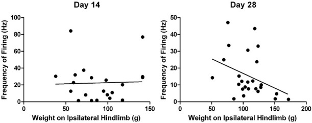 Changes in weight-bearing and hind paw–evoked responses of wide dynamic range (WDR) neurons on days 14 and 28 following mono-iodoacetate (MIA) injection. No correlation between changes in weight-bearing on the MIA-treated joint and innocuous (10 gm) mechanically evoked responses of WDR neurons was observed 14 days following intraarticular injection of MIA (r = −0.0781). At the 28-day time point, there was a significant (P < 0.05) correlation between 10 gm–evoked responses of WDR neurons of MIA-treated rats and changes in weight-bearing in these rats (r = −0.4139).