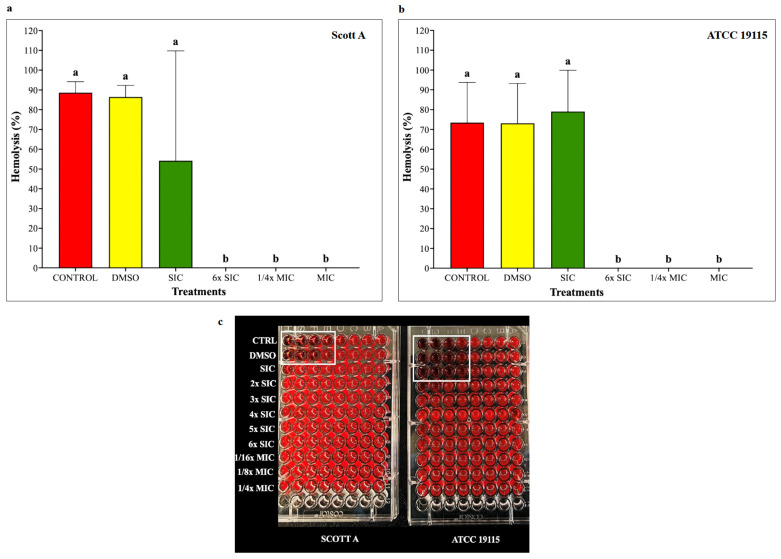 (a) Effect of cannabidiol on the hemolysis of L. monocytogenes Scott A. (b) Effect of cannabidiol on the hemolysis of L. monocytogenes ATCC 19115. (c) Representative microplate images demonstrating red blood cell lysis at different cannabidiol treatments (from SIC to 1/4× MIC), showing reduced hemolysis at higher CBD concentrations (white boxes indicate hemolyzed wells). Hemolytic activity was determined by measuring listeriolysin O activity in culture supernatants of LM grown for 12 h at 37 °C in the presence or absence of cannabidiol (SIC, 6× SIC, 1/4× MIC, and MIC). The 12 wells containing bacterial supernatants are labeled according to treatment groups. Supernatants were serially diluted in PBS from left to right (H to A). Supernatants were incubated with 3% sheep red blood cells and hemolysis was quantified spectrophotometrically at 600 nm. Hemolysis was visually identified as clear, transparent wells indicating red blood cell lysis, whereas non-hemolyzed wells appeared bright red with intact RBC sedimentation. In Scott A, visible hemolysis in this representative replicate was observed only in the Control and DMSO groups, whereas in ATCC 19115, hemolysis was observed in the Control, DMSO, and SIC groups. No visible hemolysis was detected at higher CBD concentrations. Percent hemolysis was calculated relative to positive (distilled water, 100% lysis) and negative (PBS, 0% lysis) controls. Bars represent the mean hemolysis (%) ± SD (n = 6). Different superscript letters indicate significant differences across treatments compared to the control (p < 0.05). Abbreviations: DMSO, dimethyl sulfoxide (solvent control); SIC, sub-inhibitory concentration; MIC, minimum inhibitory concentration.