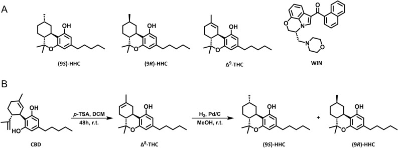 The structures of the tested cannabinoids and the HHC synthesis scheme. (A) The structures of (9S)-HHC, (9R)-HHC, Δ9-THC, and WIN. (B) The synthesis of HHC from CBD, schematically via transformation of CBD into Δ8-THC and further reduction to obtain HHC epimers.