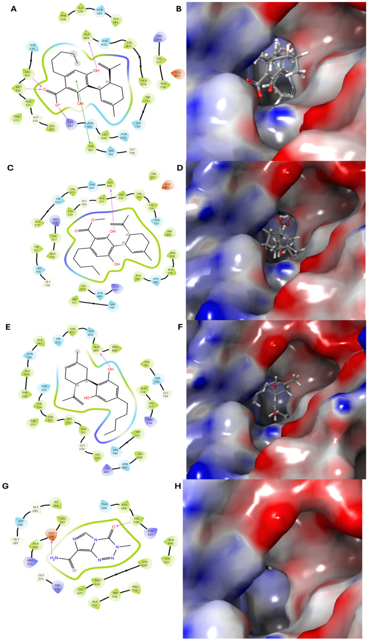 Molecular docking simulation of compounds 6–8 and the positive control with the human neuroblastoma SK-N-SH protein (PDB ID: 4KUM). (A,B) Two-dimensional and three-dimensional binding interactions of compound 6 with 4KUM. (C–F) Structural and interaction analyses of compounds 7 and 8, respectively. (G,H) Binding interactions of the positive control with 4KUM. Compounds 6–8 have transparent surfaces on their ligand-binding pockets (left panels). The right panels depict interactions between the ligands and the protein’s amino acid residues, such as hydrogen bonds (pink) and pi–pi stacking interactions (green).