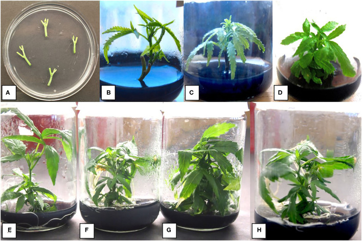 Stages of growth of shoots derived from nodal segments of drug-type cannabis genotypes grown on MM containing activated charcoal. (A) Nodal stem explants placed on an agar medium in a 90-mm Petri dish to show their size. (B) Shoot growth after 4 weeks from a nodal stem explant. The rate of growth is greater than that from a meristem. (C) Shoot growth after 6 weeks. (D) Shoot growth after 8 weeks. (E) Shoot growth after 8 weeks of genotype Death Bubba (DEB) from nodal explants. (F) Shoot growth after 8 weeks of genotype Pink Kush (PNK) from nodal explants. (G) Shoot growth after 8 weeks of genotype White Rhino (WHR) from nodal explants. (H) Shoot growth after 8 weeks of genotype Moby Dick (MBD) from nodal explants.