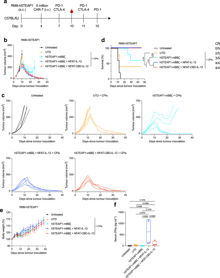 CBD-IL-12 armoured CAR-T cells eradicates RM9-hSTEAP1 tumour in combination with CPI.(a) Experimental timeline. Male C57BL6/J mice received subcutaneous injection of RM9-hSTEAP1 (5×105) on day 0. Mice were left untreated or treated with combination immunotherapies of CAR-T cells and CPIs. 5 million CAR+T cells were intravenously administered on day 4. 100 µg of Anti-PD-1 antibody was administered intraperitoneally on days 7, 11 and 15. 100 µg of anti-CTLA-4 antibody was administered on days 7 and 11. (b) Tumour volumes were measured (Untreated, UTD and hSTEAP1-mBBζ, n = 5; hSTEAP1-mBBζ + NFAT-IL-12 and hSTEAP1-mBBζ + NFAT-CBD-IL-12, n = 4. mean ± s.e.m.). (c) Individual tumour growth curves. (d) Survival rates. CR, complete response. (e) Body weight changes normalized to the body weights on day 0 (mean ± s.e.m.). (f) Serum IFNγ concentrations on day 10. The boxes extend from 25th to 75th percentiles, the center lines show median values and the whiskers extend to the minima and maxima. Statistical analyses were performed using (d) log-rank (Mantel-Cox) test or (f) Kruskal-Wallis test followed by Dunn’s multiple comparison (non-parametric data). P values are shown in figures. Source data