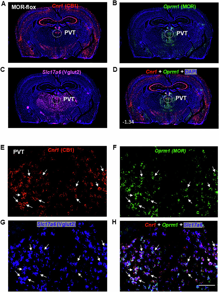 Regional and cellular distributions of CB1R and MOR mRNA, along with their colocalization in a brain section at Bregma level -1.34, assessed by RNAscope in situ hybridization in wild-type (MOR-flox and CB1-flox) mice.A–D Representative 4× images showing the mRNA expression of Cnr1 (CB1R, red) (A), Oprm1 (MOR, green) (B), and Slc17a6 (Vglut2, magenta) (C), along with the overlaid Cnr1 and Oprm1 image (D). The images illustrate high-density CB1R expression in the cortex and hippocampus, and high-density MOR expression in the PVT, habenula, and around thalamic regions. Vglut2 is highly expressed in subcortical brain regions, particularly in the PVT and adjacent structures. E–H High magnification (40×) images, illustrating distinct cellular distributions of CB1R and MOR, as well as their colocalization in Vglut2-positive glutamate neurons of the PVT. Cnr1 – Cannabinoid receptor 1; Oprm1 – Mu opioid receptor 1; Slc17a6 – Solute carrier family 17 member 6; PVT – paraventricular nucleus of the thalamus; DAPI – 4′,6-diamidino-2-phenylindole, a fluorescent stain that binds to adenine–thymine-rich regions of DNA. Scale bar: 50 μm.