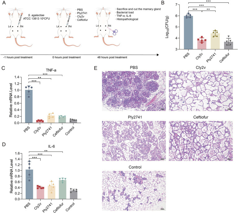 Therapeutic effects of Cly2v on early-stage S. agalactiae ATCC13813-induced mouse mastitis. (A) Schematic representation of the early-stage mouse mastitis treatment model. (B) Bacterial load of S. agalactiae ATCC13813 in mouse mammary tissue after treatment with Cly2v (50 μg/gland), Ply2741 (50 μg/gland), and ceftiofur (25 μg/gland). (C,D) The mRNA levels of TNF-α (C) and IL-6 (D) in mouse mammary tissue measured by qRT-PCR and analyzed by the formula 2-ΔΔCt after treatment. (E) Histopathological changes in mouse mammary tissue after treatment with PBS, Cly2v, Ply2741, ceftiofur, and control. The experimental results are presented as the mean of three independent experiments. Statistical significance was analyzed using one-way ANOVA (* p < 0.05; ** p < 0.01; *** p < 0.001).