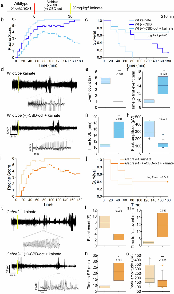 Efficacy of (+)-CBD-oct in control of chemical induced seizure.a Timeline of experiment in C57Bl6 adults, red lines denote administration of vehicle or (-)-CBD or (+)-CBD-oct (20 mg*kg-1 p.o.), yellow lines denote administration of kainate (20 mg*kg-1 i.p.). b Quantification of kainate-induced (20 mg*kg-1 i.p.) seizure activity according to the Racine scale comparing 20 mg*kg-1 (-)-CBD, or (+)-CBD-oct to vehicle treated controls (Vehicle n = 13: 5.086 ± 0.409, (-)-CBD n = 8, ( + )-CBD-oct n = 13: 3.276 ± 0.409). c Survival plot of animals following seizure induction (Vehicle n = 13: survival time 44.615 ± 5.646, (-)-CBD n = 8: survival time 103.750 ± 22.547, ( + )-CBD-oct n = 13: survival time 135.385 ± 21.634; Log Rank p < 0.001, vehicle vs. (-)-CBD p = 0.0133, vehicle vs. (+)-CBD-oct p = 0.0018, (-)-CBD vs. (+)-CBD-oct p = 0.314). d Representative traces of EEG activity in wildtype mice pretreated with vehicle or (+)-CBD-oct following kainate injection (Vehicle n = 4, ( + )-CBD-oct n = 4). Yellow line denotes time of kainite administration. e Quantification of event count (Vehicle: 4.500 ± 0.577; ( + )-CBD-oct: 1.000 ± 0.000). f Time to first seizure event (Vehicle: 9.764 ± 0.476; ( + )-CBD-oct: 14.170 ± 2.853). g Time to status epilepticus (SE) (Vehicle: 10.418 ± 0.539; ( + )-CBD-oct: 15.775 ± 3.136). h Quantification of peak amplitude following kainate injection (Vehicle: 315.222 ± 98.307.; ( + )-CBD-oct: 124.308 ± 71.588). i Quantification of kainate-induced seizure activity according to the Racine scale (Gabra2-1 Vehicle n = 9: 5.189 ± 0.399, Gabra2-1 ( + )-CBD-oct n = 10: 3.576 ± 0.379). j Survival plot of animals following seizure induction (Gabra2-1 Vehicle n = 9: 42.222 ± 9.686, Gabra2-1 ( + )-CBD-oct n = 10: 102.000 ± 22.652; Log Rank p = 0.048). k Representative traces of EEG activity in Gabra2-1 mice pretreated with vehicle or (+)-CBD-oct following kainate injection. Yellow line denotes time of kainite administration. l Quantification of event count (Gabra2-1 Vehicle: 8.000 ± 2.309; Gabra2-1 ( + )-CBD-oct: 3.000 ± 1.155). m Time to first seizure event (Gabra2-1 Vehicle: 6.920 ± 0.475; Gabra2-1 ( + )-CBD-oct: 11.864 ± 3.837). n Time to status epilepticus (SE) (Gabra2-1 Vehicle: 8.653 ± 1.130; Gabra2-1 ( + )-CBD-oct: 21.508 ± 8.584). o Quantification of peak amplitude following kainate injection (Gabra2-1 Vehicle: 239.470 ± 111.917; Gabra2-1 ( + )-CBD-oct: 154.594 ± 77.503). All values listed are mean (or LS mean) ± standard error, p values from Two Way Repeated Measures ANOVA, or Two Way ANOVA, with Bonferroni post hoc; t-test, or Log Rank. Line graphs are plotted as mean, and box plots plotted as median, first and third quartile, and range.