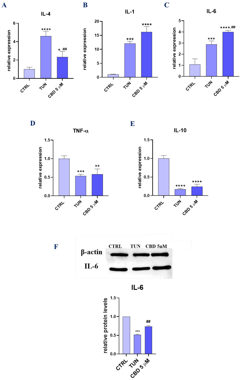 Assessment of the inflammation (CBD positively modulates inflammation during stem cell adipogenesis). Visualization of differences in expression of key inflammatory-related gens. Transcript levels of IL-4 (A), IL-1β (B), IL-6 (C), TNF-α (D), and IL-10 (E) were determined with RT-cPCR. IL-6 protein concentration was estimated using Western blot technique (F). Micro-RNA expression levels were established for miR 146-5p (G), miR-203b (H), miR-21 (I), miR 24-3p (J), and miR 16-5p (K). The expression of three inflammatory-related genes, IL-6 (L), TNF-α (M), and IL-4 (N), for adipogenic cells was determined with RT-qPCR. Asterisk (*) refers to a comparison of groups treated with tunicamycin (TUN) and CBD (CBD 5 µM) to untreated healthy cells (CTRL). Hashtag (#) refers to comparison of group treated with CBD (CBD 5 µM) to group treated with tunicamycin (TUN). */# p < 0.05, **/## p < 0.01, ***/### p < 0.001, ****/#### p < 0.0001 while non-significant differences are not marked. Statistics were performed by one-way ANOVA test.
