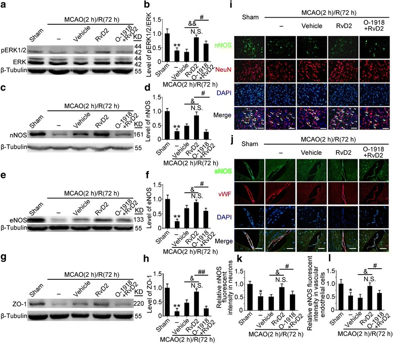 RvD2 promoted ERK/NOS pathway in GPR18-dependent manner after MCAO/R. a–h The protein levels of pERK 1/2, ERK1/2, ZO-1, nNOS, and eNOS were assessed by Western blot and quantified. The mean values of the protein levels of pERK1/2, ERK, ZO-1, nNOS, and eNOS in the sham group were normalized to 1.0. Data are means ± SEM, n = 6. **P < 0.01 vs. sham group, #P < 0.05, ##P < 0.01, &P < 0.05, &&P < 0.01. N.S. = no significant differences. i and j Double immunofluorescence analysis was performed with nNOS antibodies or eNOS antibodies (green) and neuron marker (NeuN, red) or endothelial cell marker (vWF, red), and the nuclei were fluorescently labeled with 4,6-diamino-2-phenylindole (DAPI) (blue). Arrows point to nNOS-positive neurons or eNOS-positive endothelial cells. Scale bar = 32 μm. The relative fluorescent intensity of nNOS in neurons and eNOS in endothelial cells was quantified (k and l). The mean value of the intensity of fluorescence in the sham group was normalized to 1.0. Data are means ± SEM, n = 6. *P < 0.05 vs. sham group, #P < 0.05, &P < 0.05. N.S. = no significant differences