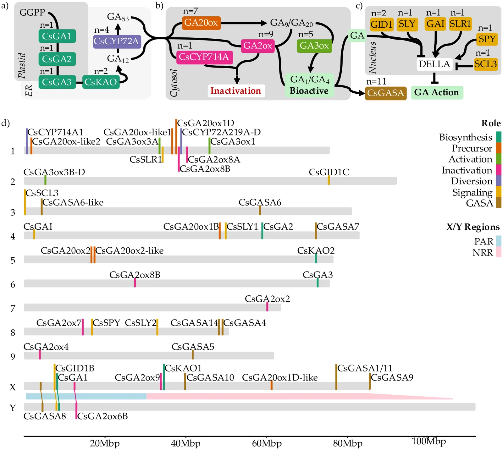 Diagram showing the gibberellin (GA) signaling pathway with biosynthesis, activation, inactivation, and action roles color-coded in an overview (panels a–c), and a chromosome map (panel d) marking the physical locations of related genes in Cannabis sativa on chromosomes 1 to Y, with X and Y PAR and NRR regions shaded in blue and pink respectively, and a legend detailing functional roles and genomic regions.
