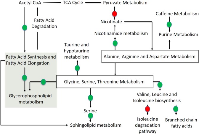 Functional pathway analysis showing the major pathways that are upregulated or downregulated upon administration of THC. Biological relationships of the pathways were adapted from KEGG, Lipid Maps and HMDB database based on the identification of the metabolite markers corresponding to the pathways. Based on number of identified metabolites with >2 fold increase/decrease, we indicate the processes that are upregulated with green circles and the processes that are downregulated with red circles. The green highlighted zone show the metabolic pathways for which metabolite enrichment was observed both in fecal and intestinal tissue metabolite profiling.
