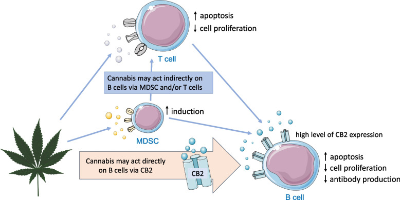Schematic illustration* of hypothesized CCU effects on B cells. Studies investigating the effect of cannabinoids on B cells have provided evidence for enhanced apoptosis, decreased cell proliferation and reduced antibody production. B cells express the highest amount of CB2 on their cell surface as compared to other leukocyte subtypes, implying that the underlying mechanism of action may involve a CB2-mediated reduction of B-cell proliferation or survival. However, cannabinoids could also act on B lymphocytes indirectly via modulation of other immune cells, such as MDSC or T cells. MDSC: myeloid-derived suppressor cell; CB2: Cannabinoid receptor 2. *The Figure was partly generated using Servier Medical Art, provided by Servier, licensed under a Creative Commons Attribution 3.0 unported license, and illustrations provided by pixabay (https://pixabay.com/de/vectors/marihuana-blatt-gr%c3%bcn-topf-cannabis-34178/)