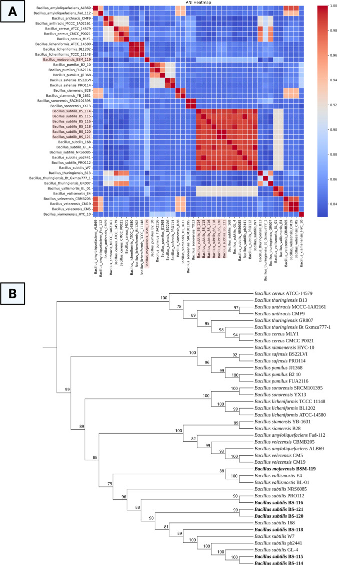 Panel A shows a square ANI heatmap comparing Bacillus genomes, with genome names listed on both axes and a color scale representing average nucleotide identity values between genome pairs. Panel B shows a phylogenetic tree of Bacillus strains with bootstrap support values displayed at major nodes, illustrating the relationships among the analyzed genomes.