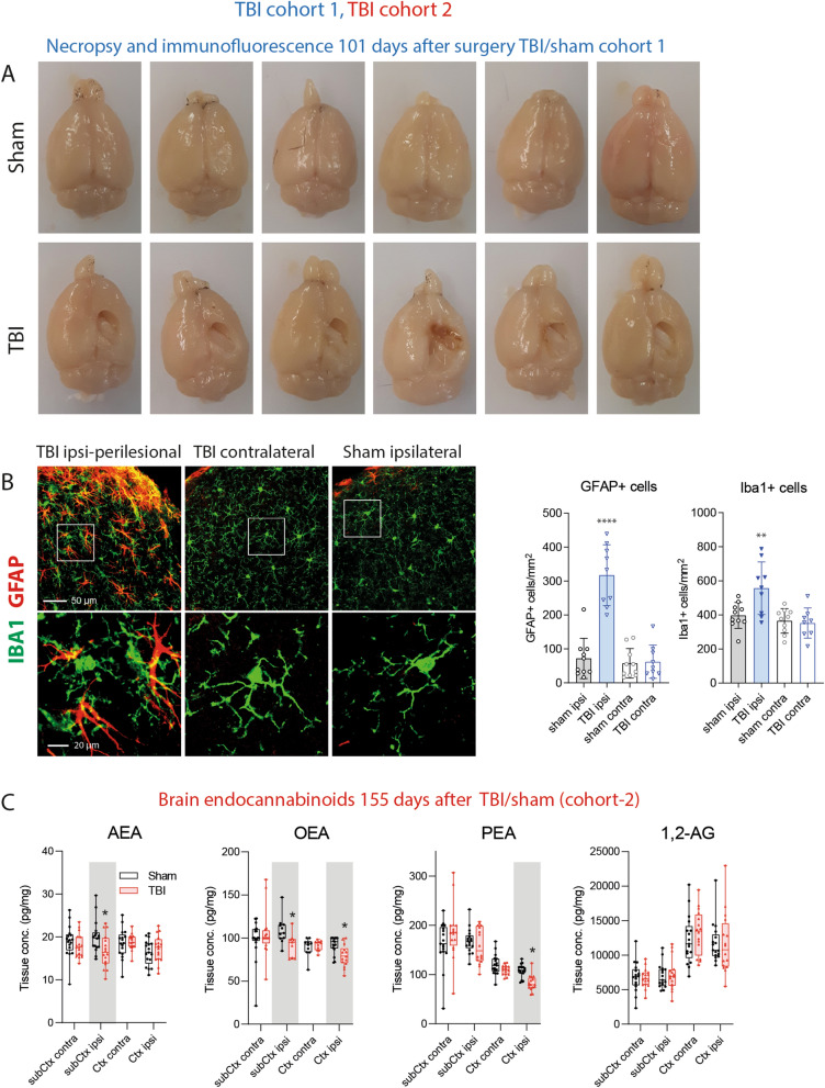 Necropsy, histology and lipids of TBI and sham mice. (A) Necropsy of exemplary TBI and sham mice of cohort-1, 101 days after surgery. (B) Immunofluorescence analysis in exemplary TBI and sham mice of cohort-1. The images show the microglial marker, ionized calcium-binding adapter molecule 1 (IBA1) and the astroglial marker, glial fibrillary acidic protein (GFAP) in the perilesional and corresponding contra-lesional/contra-lateral area. The images were captured on an LSM510 confocal microscope (Zeiss) and exported from LSM Image Browser 4.2 to Adobe Photoshop CC2018 for a global adjustment of color balance. Scale bars are 50 µm and 20 µm for upper and bottom panels. The number of IBA1 + and GFAP + cells was counted with the particle counter implemented in FIJI ImageJ (https://imagej.net/Fiji) after threshold settings according the 'auto' detection. The bars show mean and SD, the scatter show individual mice. Asterisks show significant differences versus sham ipsilateral, one-way ANOVA, posthoc Holm Šidák, adjusted ****P = 0.0001, **P 0.0091. (C) Box/scatter plots showing brain endocannabinoid concentrations in ipsilateral perilesional cortex (Ctx) and subcortex (subCtx) and corresponding regions of the contra lateral side 155 days after TBI or sham surgery (cohort-2). The endocannabinoids anandamide (AEA), oleoylethanolamide (OEA), palmitoylethanolamide (PEA) and 1 plus 2 arachidonoylglycerol (1,2-AG) were analyzed per tandem LC–MS/MS. The box shows the interquartile range, the line is the median, the whiskers show minimum to maximum, the scatter are individual mice. Data were compared per 2-way ANOVA ("site" × "group") and subsequent posthoc t test for the between subject factor group, i.e. TBI versus sham. Asterisks show multiplicity adjusted P values (*< 0.05). Graphs were created with Graphpad Prism 8.4 (https://www.graphpad.com), exported as enhanced metafile (emf), and arranged and labeled in Adobe Illustrator CC2020 (https://www.adobe.com/de), and exported to TIFF format.