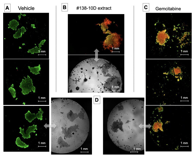 The effect of ethanolic extract of clone #138 on 3D-cultured cells’ viability. Pancreatic cancer cells seeded at 105 cells/mL were injected and grown in liquid pearls at a volume of 150 μL for 24 h, then exposed to ethanolic extract #138-10D (80 µg/mL), vehicle or Gemcitabine (80 µM). After 24 h of incubation, the cells were labeled (Calcein-AM = green–living cells and propidium iodide = red–dead cells). The composite image of the two channels was analyzed by imaging cytometry.