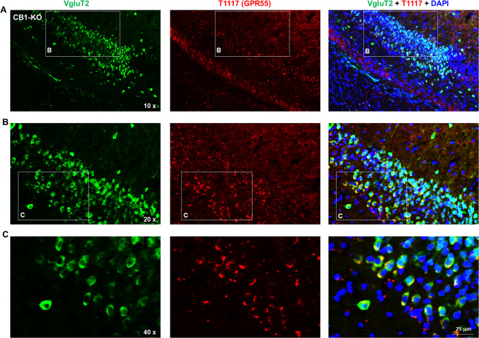 Fluorescent ligand (T1117) binding results in the hippocampus of CB1-KO mice.T1117-labeled GPR55 is colocalized with VgluT2-immunostaining in hippocampal glutamate neurons of CB1-KO mice. The images were taken under different magnifications from 10X (A) to 20X (B) and 40X (C).