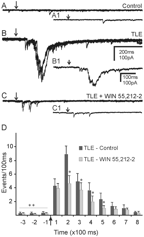 Cannabinoid-mediated attenuation of EPSC bursts evoked by glutamate ‘uncaging’ in the granule cell layer.Sets of 3 overlapping traces showing evoked EPSCs after photolytic release of caged glutamate (250 µM) at the same location in the granule cell layer of control mice and mice with TLE. Arrows indicate the time of uncaging. A. Uncaging glutamate in the granule cell layer did not evoke a synaptic response in control mice. B. EPSC bursts evoked in pilocarpine-treated mice that survived SE. C. In the same cell as B, EPSC bursts were attenuated by WIN 55,212-2 (10 µM). A1, B1 and C1 show a single expanded trace from the group of traces shown in A, B and C. D. Grouped data from 6 cells showing the effect of WIN 55,212-2 on EPSC bursts evoked by photolysis of caged glutamate. Glutamate uncaging increased EPSC frequency over baseline; ** indicate significant difference in EPSC frequency before and after photolysis (p<0.05). * indicate a significant reduction in EPSC frequency after application of WIN 55,212-2 during comparable post-photolysis 100 ms time periods (p<0.05).
