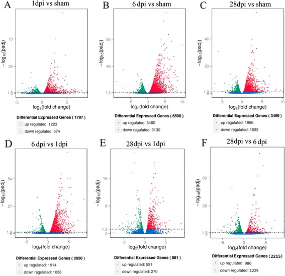 Volcano map of differentially expressed genes. Significantly upregulated and downregulated genes are shown as a red and green dot, respectively. The blue dot represents no significant difference between the expressions of genes. a 1 dpi vs sham, b 6 dpi vs sham, c 28 dpi vs sham, d 6 dpi vs 1 dpi, e 28 dpi vs 1 dpi, f 28 dpi vs 6 dpi