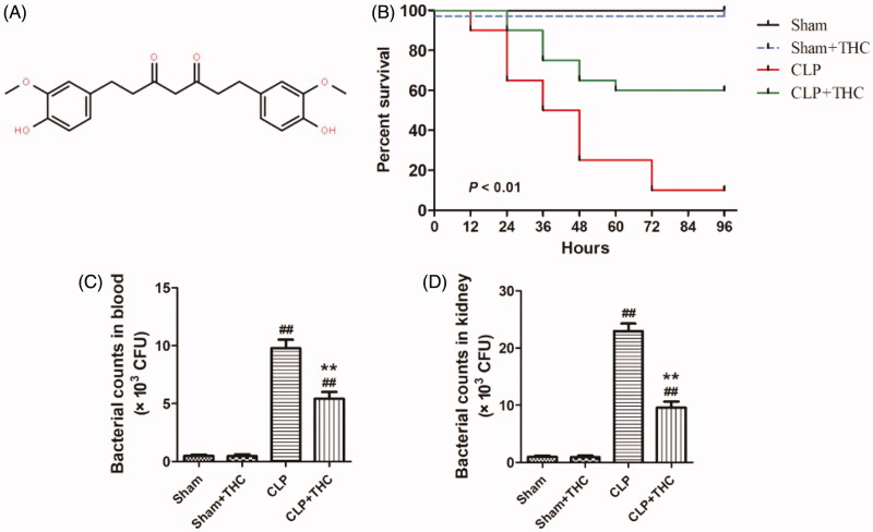 THC improved the survival rate of septic mice and retarded the bacterial growth in blood and kidney after CLP surgery. (A) Molecular formula of THC. (B) Survival curves. (C) Bacterial counts in blood. (D) Bacterial counts in kidney. Data were presented as the mean ± SEM (n = 6 in each group). ##p< .01 vs. the Sham group, **p< .01 vs. the CLP group.